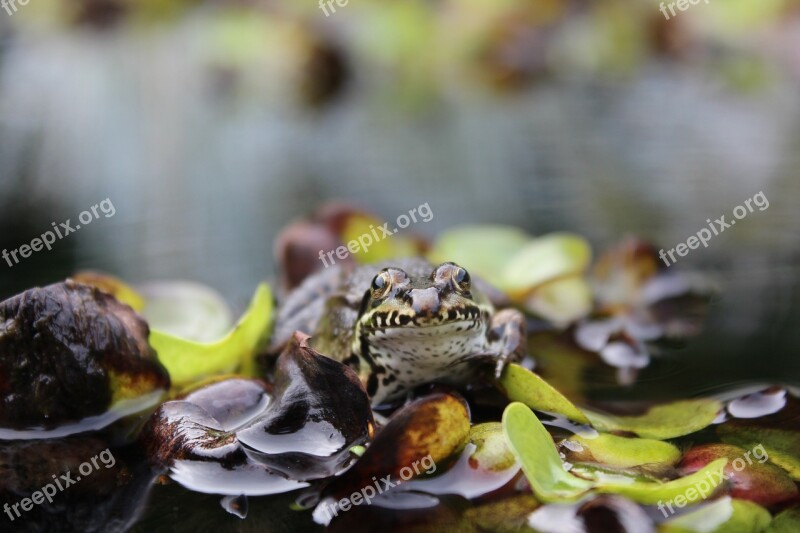 Frog Pond Frog Water Frog Amphibian Animal