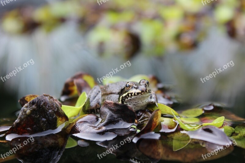 Frog Pond Frog Water Frog Amphibian Animal