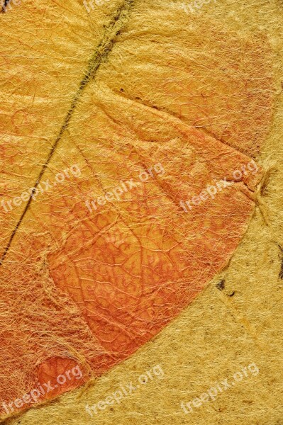 Map Parchment Ancient Background Texture