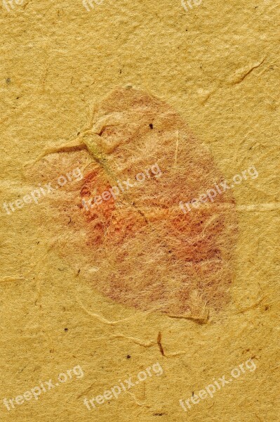 Map Parchment Ancient Background Texture