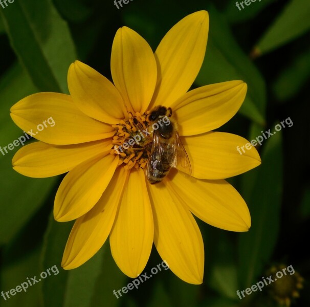 Bee Bee On Flower On A Flower Honey Bee Pollination