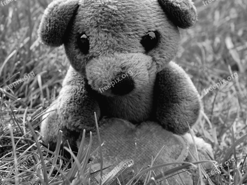 Teddy Bear Teddy Mascot Soft Toy In The Grass