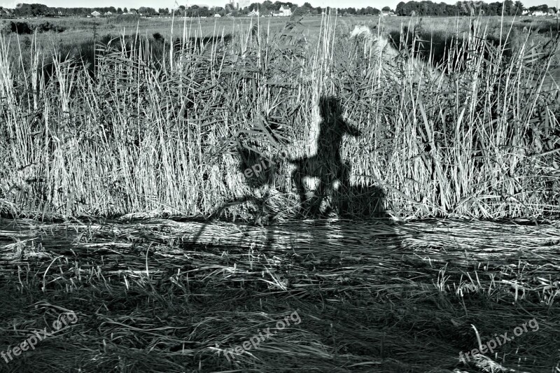 Shadow Cyclist Bicycle Biking Reeds