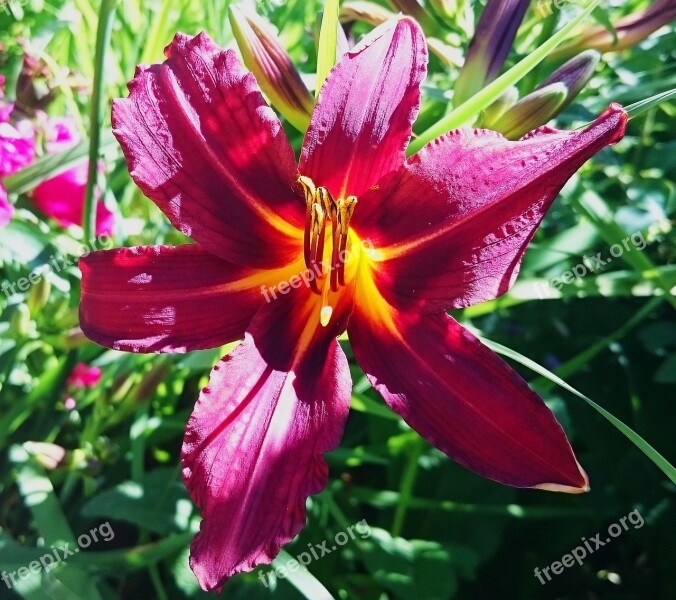 Lily Flower Flowers Nature Sweden