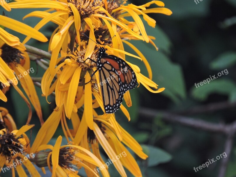 Monarch Ligularia Butterfly Free Photos