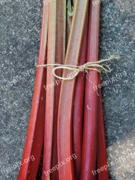 Rhubarb Red Rhubarb Stems Attached Edible Plant Free Photos