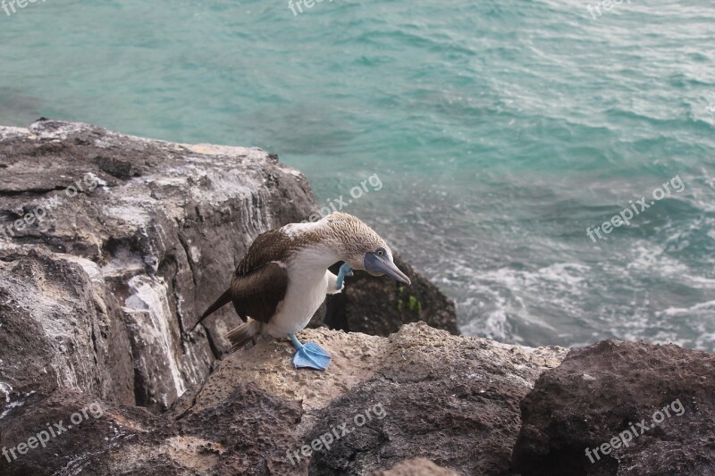 Blue-footed Booby Sula Nebouxii Blue Feet Bird Galápagos