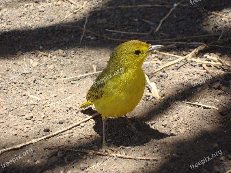 Yellow Bird Galápagos Sparrow Free Photos