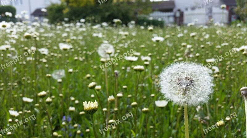 Dandelions Flowers Bloom Flora Nature