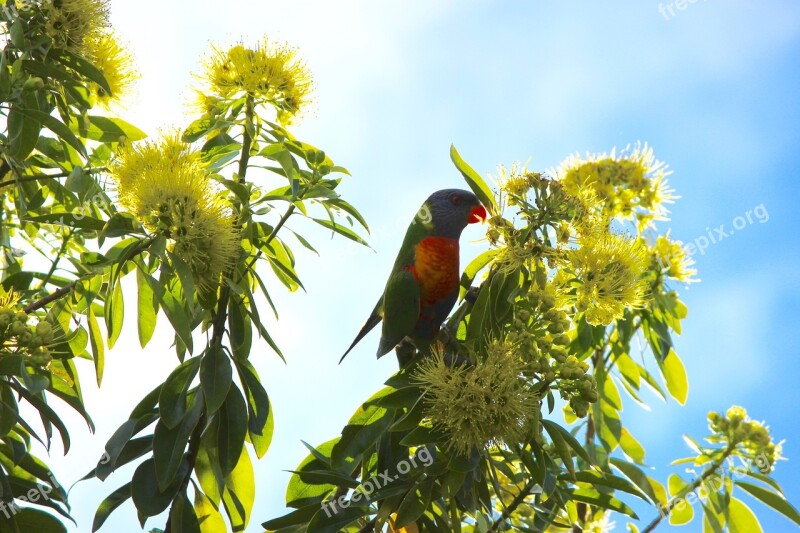 Lorikeet Parrot Native Flower Flower Hello