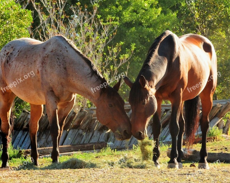 Horses Ranch Equine Stable Equestrian