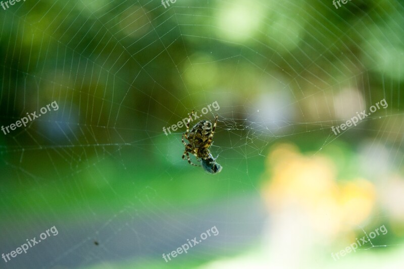 Spider Fly Victim Spider Web Nature