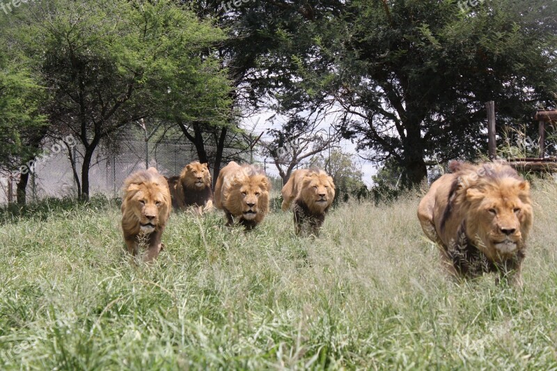 Lion Charge Wild Animals Lion Aggression Africa