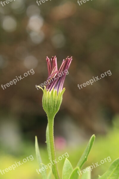 Flower Blossom Macro Purple Green