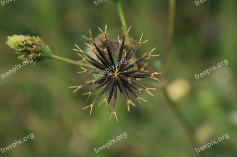 Black Jack Flower Green Free Photos