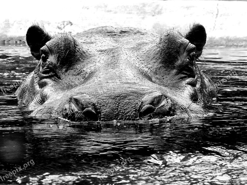 Hippo Hippopotamus Hard Mammal Large