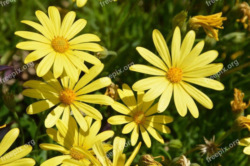 Yellow Daisies Sunshine Blooming Free Photos