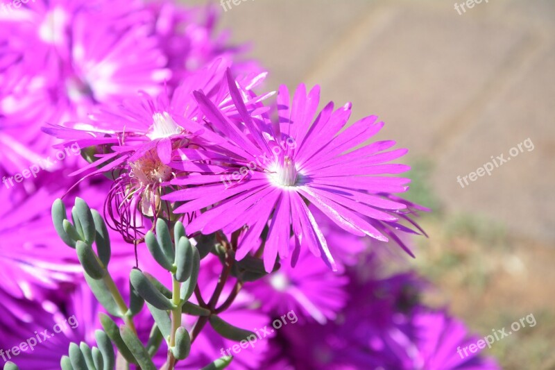 Daisies Spring Sunshine Free Photos