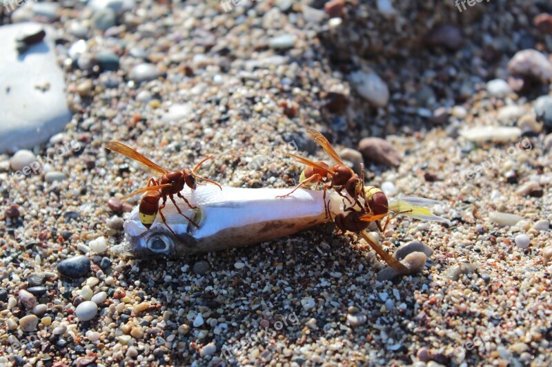 Beach Wasps Insect Closeup Fish