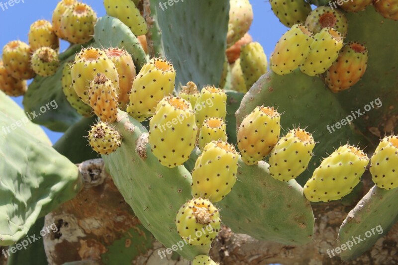 Cactus Greece Rhodes Island Summer Free Photos