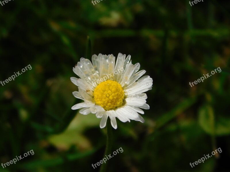 Daisy Drop Of Water Drip Cast Close Up