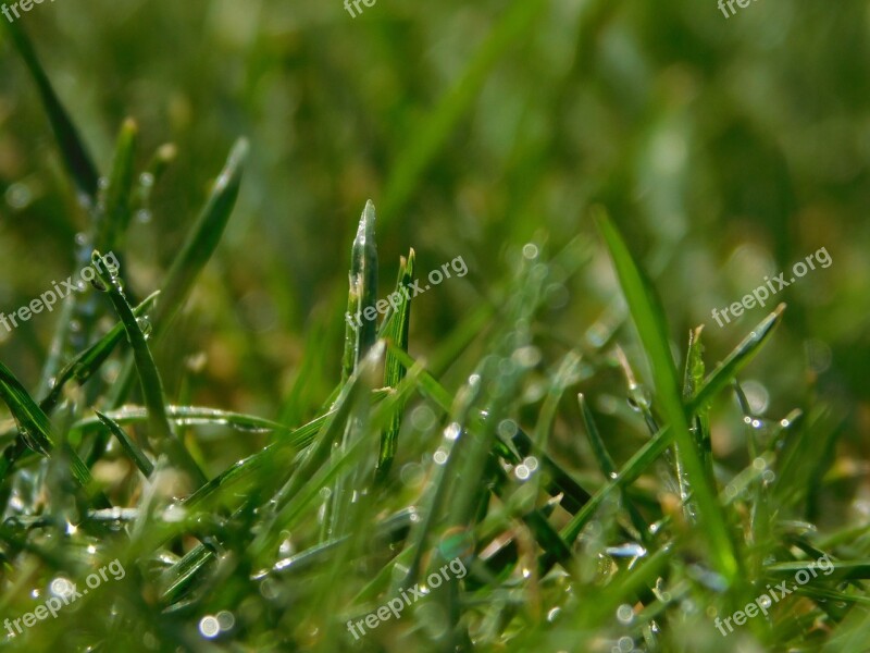 Grass Dew Dewdrop Drop Of Water Close Up