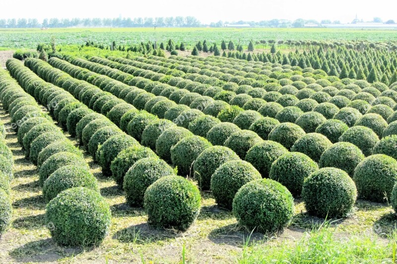 Buxus Nursery Tree Nursery Bol Bush