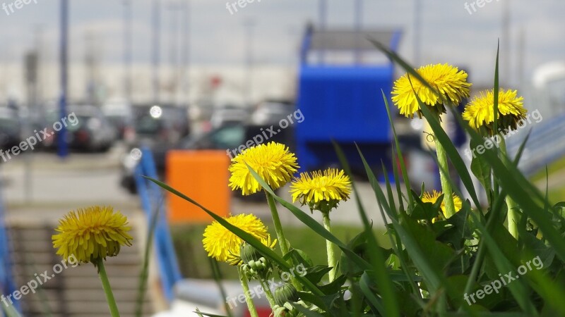 Flowers Grass Summer Flowers Field Of Flowers Spring Flower