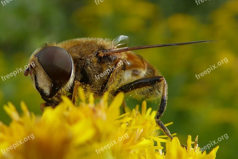 Bee Bug Bees Insects Bumblebee