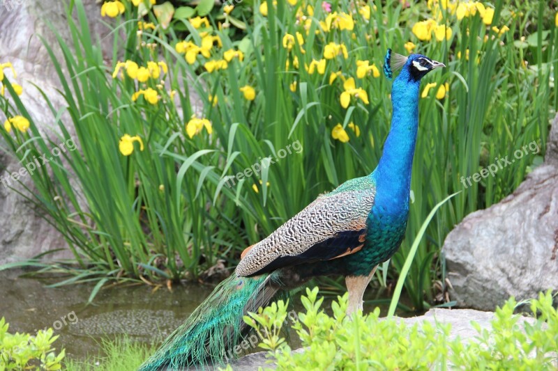 Peafowl Indian Peafowl Blue Peafowl Peacock Bird