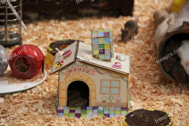 Mouse Mice House Animal Small