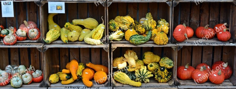 Pumpkin Harvest Time Sale Decoration Benefit From