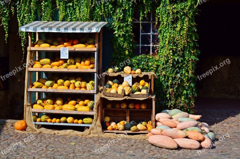 Pumpkin Harvest Time Sale Decoration Benefit From