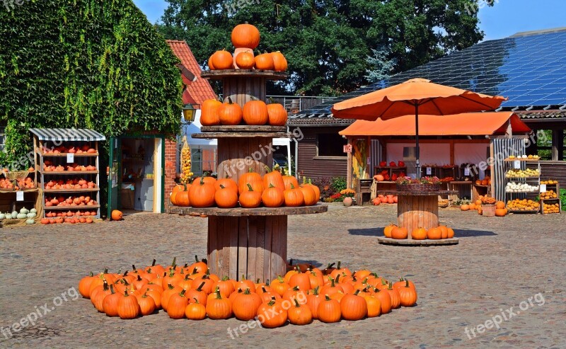 Pumpkin Harvest Time Sale Decoration Benefit From