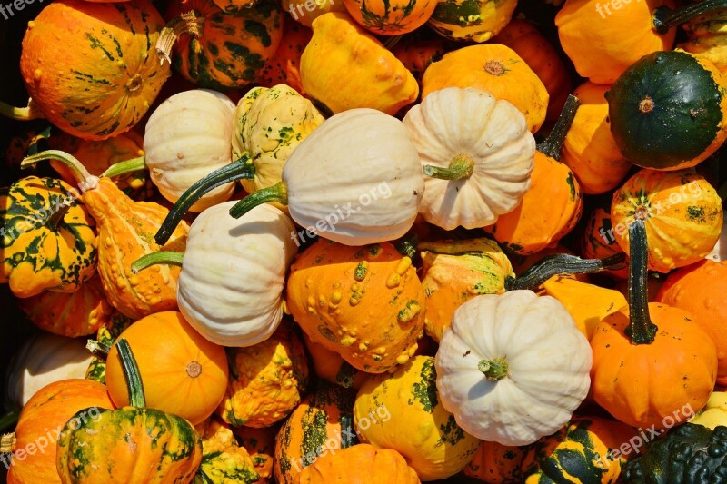 Pumpkin Harvest Time Sale Decoration Benefit From