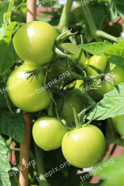 Tomatoes Green Immature Garden Vegetables