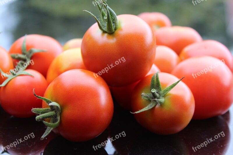 Tomatoes Tomato Harvest Red Ripe Fruit