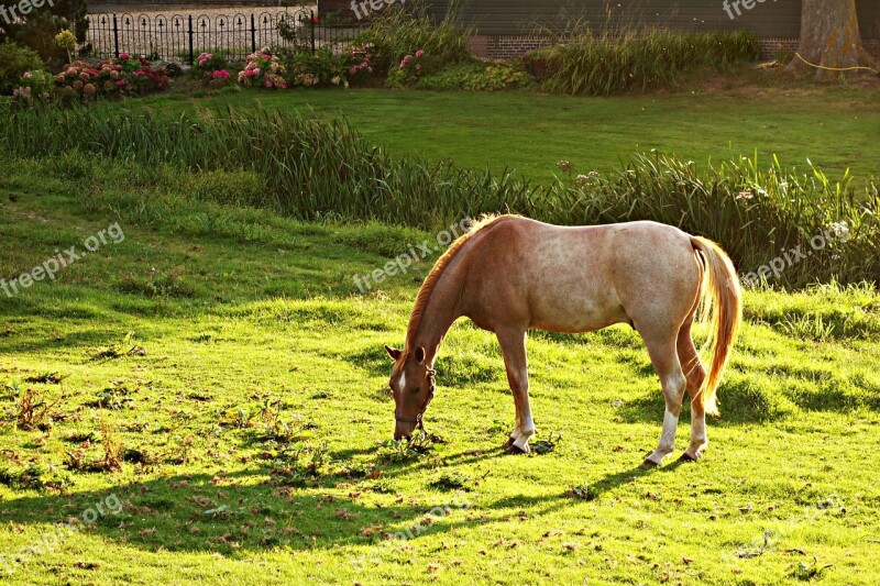 Horse Animal Mammal Equine Roan