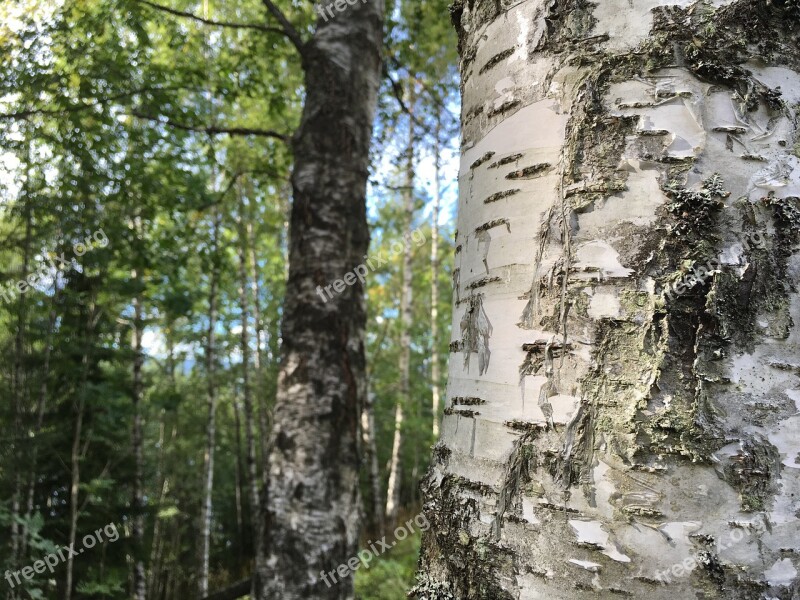 Forest Birch Three The Nature Of The Old Wooden