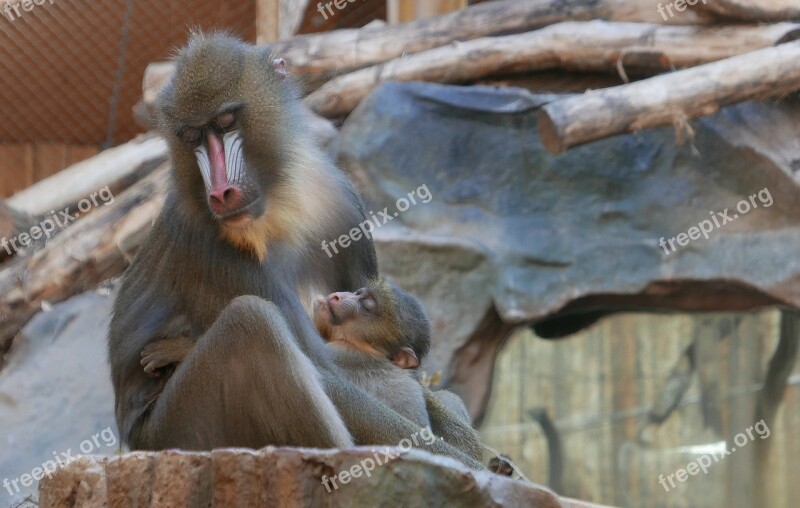 Mandrill Old World Monkey Primate Monkey Primates