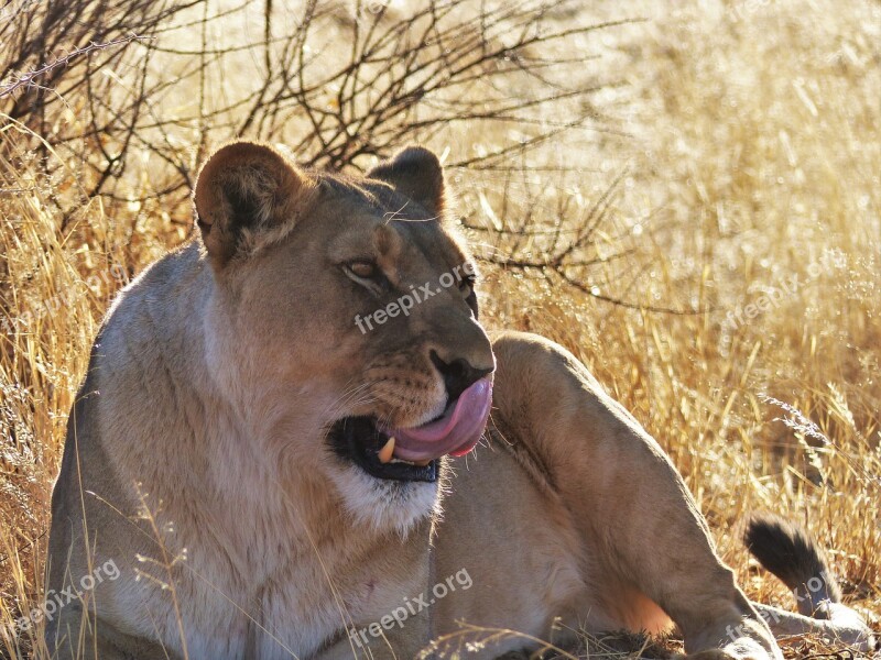 Lion Lioness Predator Big Cat Africa