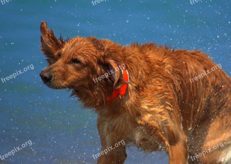 Dogs Beach Wet Play Summer