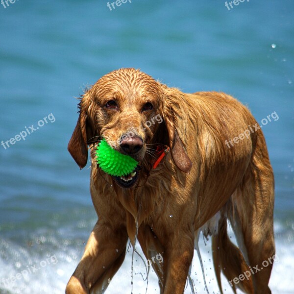 Dogs Beach Wet Play Summer