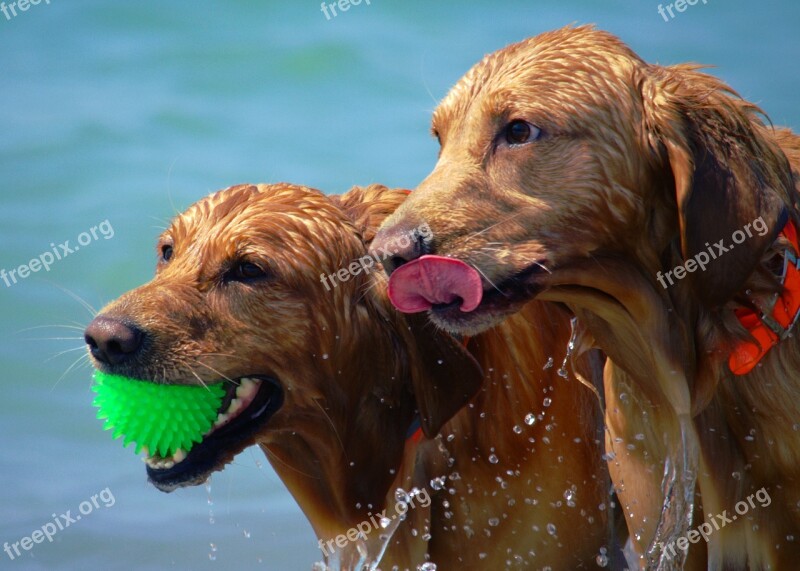 Dogs Beach Wet Play Summer