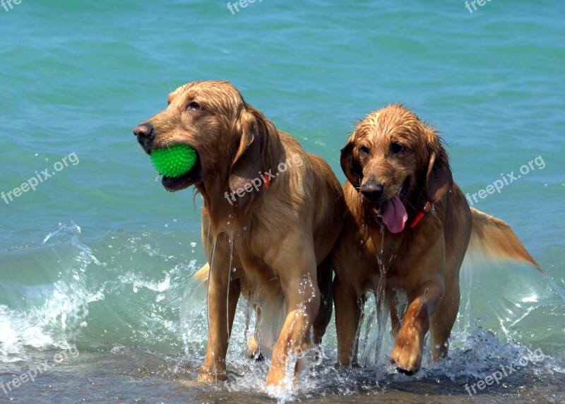 Dogs Beach Wet Play Summer