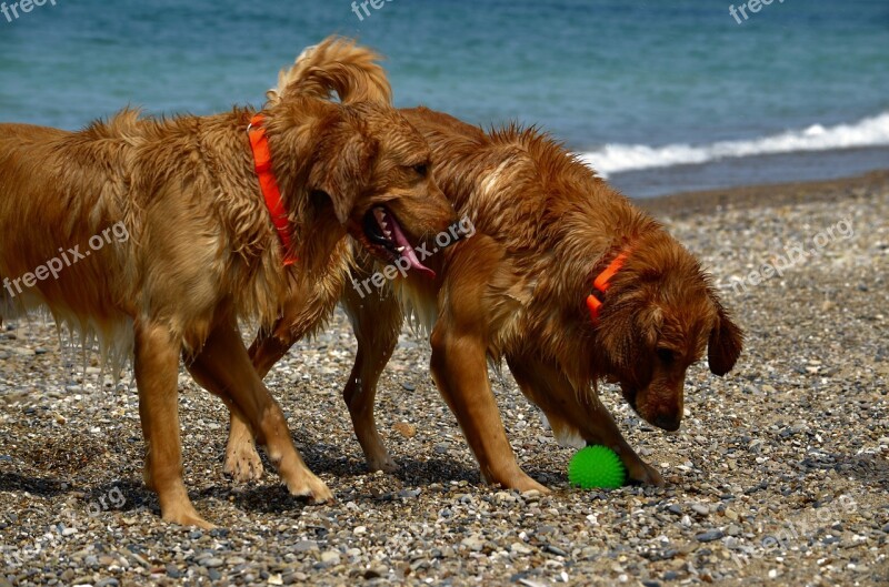 Dogs Beach Wet Play Summer