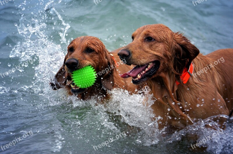 Dogs Beach Wet Play Summer