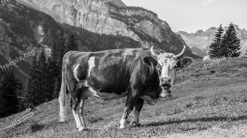 Cow Meadow Pasture Mountains Horns