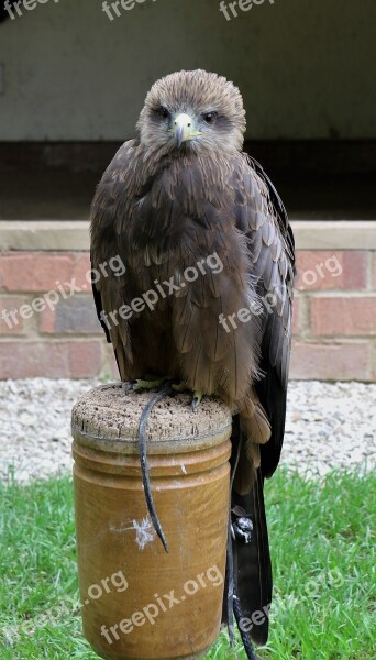 Yellow Billed Kite Bird Kite Nature Beak