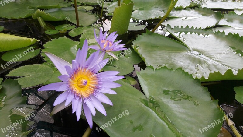 Waterlily Flower Water Water Flower Purple Water Lily